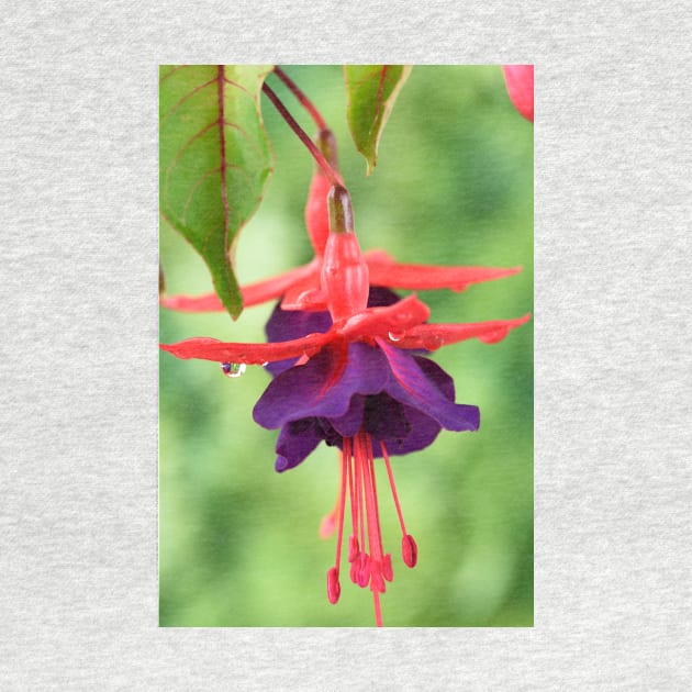 Fuchsia  FuchsiaBerry by chrisburrows